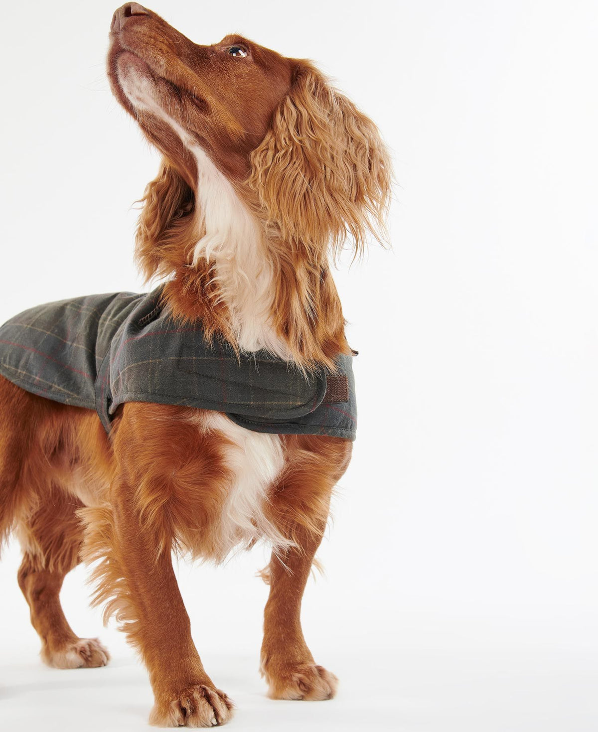 Barbour Tartan Wax Dog Coat - Tartan
